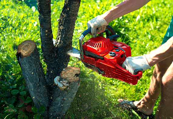 A worker using a chainsaw to cut a small tree