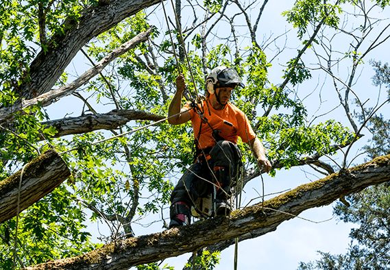 A worker who is on top of a branch of a standing tree